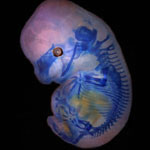 Bat Embryo