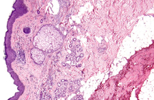 Routine Pathology Microscope Imaging