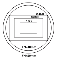 Microscope Field of View at Different Adapter Magnifications