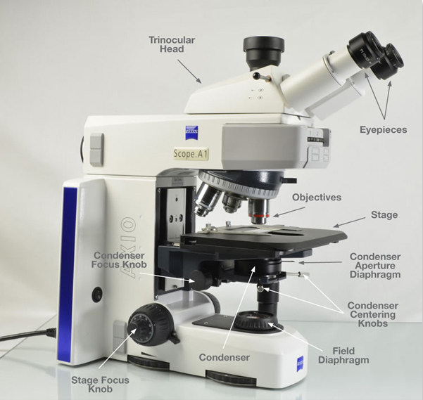 Parts of a Microscope