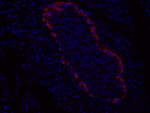 Localization of Glucagon in Rat Pancreas Uinsg Fluorescence Detection