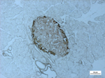 Rat Pancreas Glucagon Localization with Chromagenic Detection