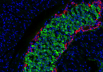 Localization of Insulin in Rat Pancreas Uinsg Fluorescence Detection