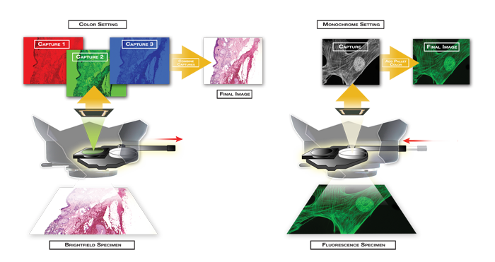 SPOT Imaging slider camera technology creates both brightfield color images and unfiltered high sensitivity monochrome images