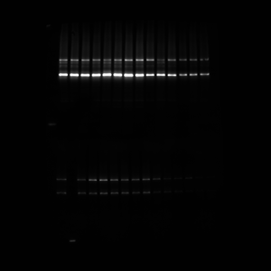 Western Blot Image